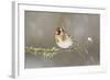 Goldfinch (Carduelis Carduelis) Perched on Branch in Snow, Scotland, UK, December-Mark Hamblin-Framed Photographic Print