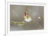 Goldfinch (Carduelis Carduelis) Perched on Branch in Snow, Scotland, UK, December-Mark Hamblin-Framed Photographic Print