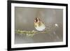 Goldfinch (Carduelis Carduelis) Perched on Branch in Snow, Scotland, UK, December-Mark Hamblin-Framed Photographic Print