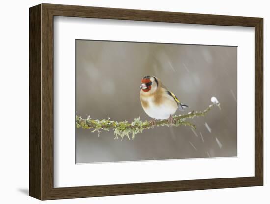 Goldfinch (Carduelis Carduelis) Perched on Branch in Snow, Scotland, UK, December-Mark Hamblin-Framed Photographic Print