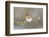 Goldfinch (Carduelis Carduelis) Perched on Branch in Snow, Scotland, UK, December-Mark Hamblin-Framed Photographic Print