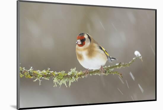 Goldfinch (Carduelis Carduelis) Perched on Branch in Snow, Scotland, UK, December-Mark Hamblin-Mounted Photographic Print