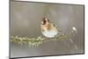 Goldfinch (Carduelis Carduelis) Perched on Branch in Snow, Scotland, UK, December-Mark Hamblin-Mounted Photographic Print
