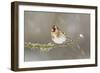 Goldfinch (Carduelis Carduelis) Perched on Branch in Snow, Scotland, UK, December-Mark Hamblin-Framed Photographic Print