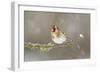 Goldfinch (Carduelis Carduelis) Perched on Branch in Snow, Scotland, UK, December-Mark Hamblin-Framed Photographic Print