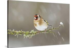 Goldfinch (Carduelis Carduelis) Perched on Branch in Snow, Scotland, UK, December-Mark Hamblin-Stretched Canvas