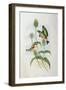 Goldfinch (Carduelis Elegans)-John Gould and H.C. Richter-Framed Giclee Print