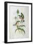 Goldfinch (Carduelis Elegans)-John Gould and H.C. Richter-Framed Giclee Print