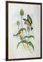 Goldfinch (Carduelis Elegans)-John Gould and H.C. Richter-Framed Giclee Print