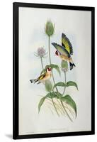 Goldfinch (Carduelis Elegans)-John Gould and H.C. Richter-Framed Giclee Print