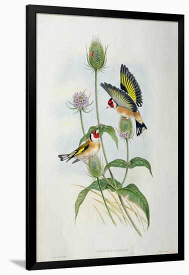 Goldfinch (Carduelis Elegans)-John Gould and H.C. Richter-Framed Giclee Print