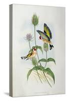 Goldfinch (Carduelis Elegans)-John Gould and H.C. Richter-Stretched Canvas