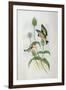 Goldfinch (Carduelis Elegans)-John Gould and H.C. Richter-Framed Giclee Print