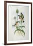 Goldfinch (Carduelis Elegans)-John Gould and H.C. Richter-Framed Giclee Print