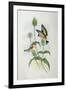 Goldfinch (Carduelis Elegans)-John Gould and H.C. Richter-Framed Giclee Print