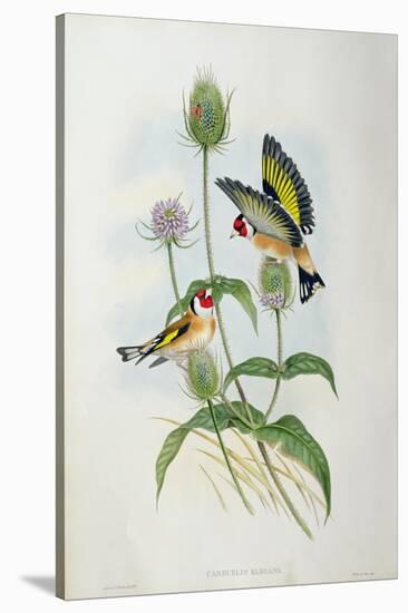 Goldfinch (Carduelis Elegans)-John Gould and H.C. Richter-Stretched Canvas