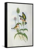 Goldfinch (Carduelis Elegans)-John Gould and H.C. Richter-Framed Stretched Canvas