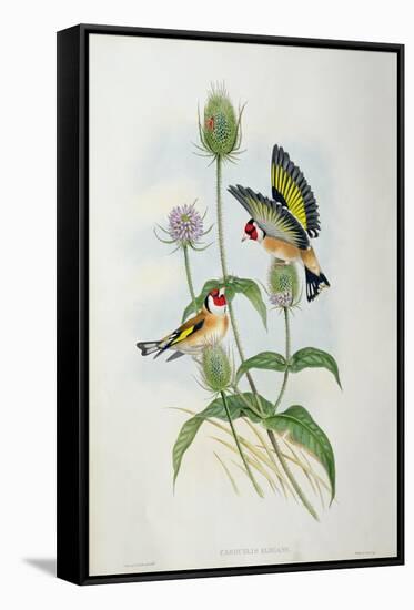 Goldfinch (Carduelis Elegans)-John Gould and H.C. Richter-Framed Stretched Canvas