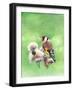 Goldfinch I, 2021 (w/c)-Helen White-Framed Giclee Print