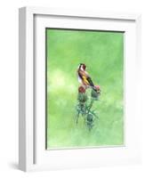 Goldfinch II, 2021 (w/c)-Helen White-Framed Giclee Print