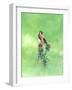 Goldfinch II, 2021 (w/c)-Helen White-Framed Giclee Print