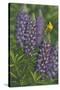 Goldfinch Lupine-Jeffrey Hoff-Stretched Canvas