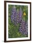 Goldfinch Lupine-Jeffrey Hoff-Framed Giclee Print