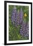 Goldfinch Lupine-Jeffrey Hoff-Framed Giclee Print