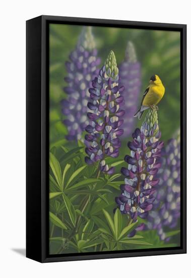 Goldfinch Lupine-Jeffrey Hoff-Framed Stretched Canvas