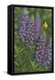 Goldfinch Lupine-Jeffrey Hoff-Framed Stretched Canvas