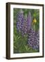 Goldfinch Lupine-Jeffrey Hoff-Framed Giclee Print