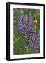 Goldfinch Lupine-Jeffrey Hoff-Framed Giclee Print