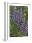 Goldfinch Lupine-Jeffrey Hoff-Framed Giclee Print