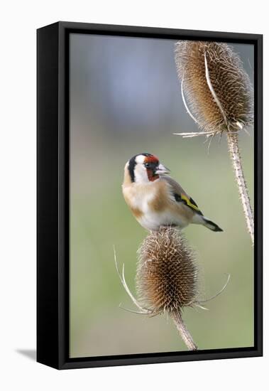 Goldfinch on Teasel Front View-null-Framed Stretched Canvas