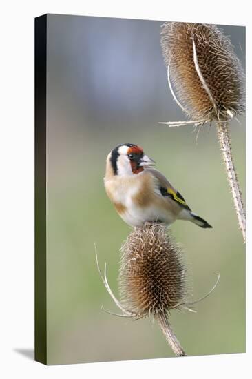 Goldfinch on Teasel Front View-null-Stretched Canvas