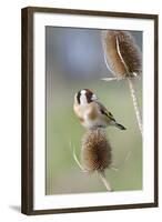 Goldfinch on Teasel Front View-null-Framed Photographic Print