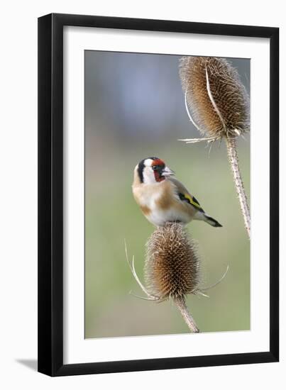 Goldfinch on Teasel Front View-null-Framed Photographic Print