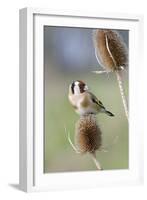 Goldfinch on Teasel Front View-null-Framed Photographic Print