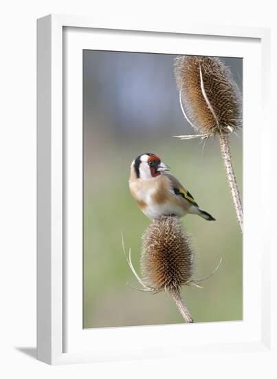 Goldfinch on Teasel Front View-null-Framed Photographic Print