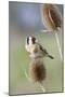 Goldfinch on Teasel Front View-null-Mounted Photographic Print