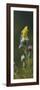 Goldfinch on Thistle-Wilhelm Goebel-Framed Giclee Print