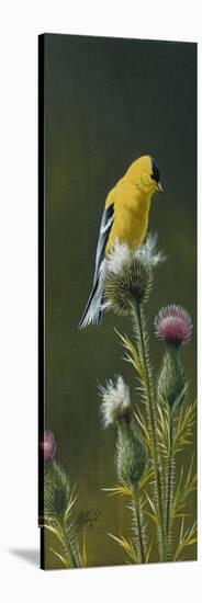 Goldfinch on Thistle-Wilhelm Goebel-Stretched Canvas