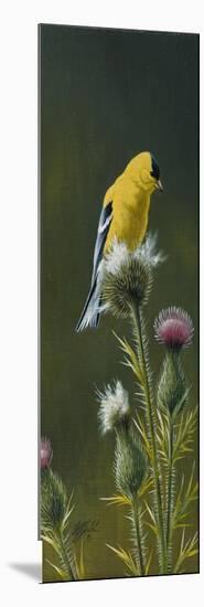 Goldfinch on Thistle-Wilhelm Goebel-Mounted Giclee Print