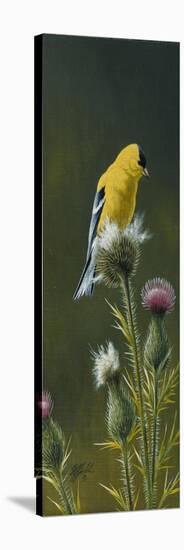 Goldfinch on Thistle-Wilhelm Goebel-Stretched Canvas