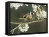 Goldfinch Perched Amongst Blackthorn Blossom, Hertfordshire, England, UK-Andy Sands-Framed Stretched Canvas