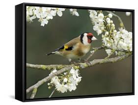 Goldfinch Perched Amongst Blackthorn Blossom, Hertfordshire, England, UK-Andy Sands-Framed Stretched Canvas