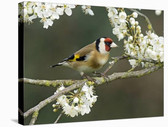 Goldfinch Perched Amongst Blackthorn Blossom, Hertfordshire, England, UK-Andy Sands-Stretched Canvas