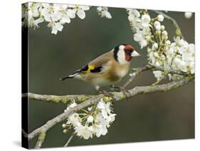 Goldfinch Perched Amongst Blackthorn Blossom, Hertfordshire, England, UK-Andy Sands-Stretched Canvas