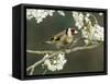 Goldfinch Perched Amongst Blackthorn Blossom, Hertfordshire, England, UK-Andy Sands-Framed Stretched Canvas