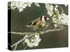 Goldfinch Perched Amongst Blackthorn Blossom, Hertfordshire, England, UK-Andy Sands-Stretched Canvas